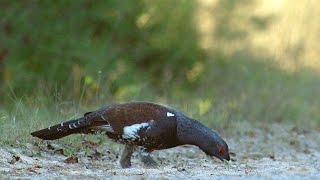 preview picture of video 'Capercaillie and the road. Глухарь и дорога.Tetrao urogallus'