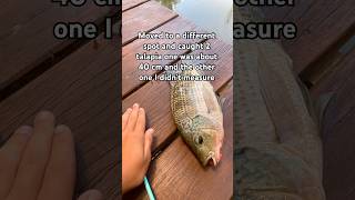 Moved spots and caught two Nile tilapia  #fishing #trend #trending #fishingdaily #fishinglife