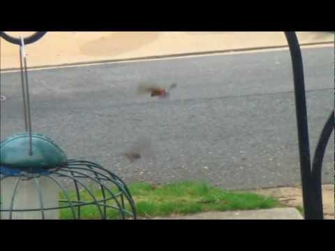 Robins squabble over territory