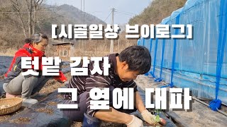 [시골일상 브이로그] 텃밭 1호 감자 심기. 그리고 대파