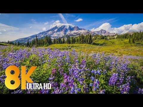 8K Wildflowers of Mt. Rainier from Reflection Lake Trail with 10Bit Color - 50fps Video - TRAILER