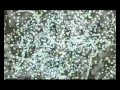 Arcus - Amethystium