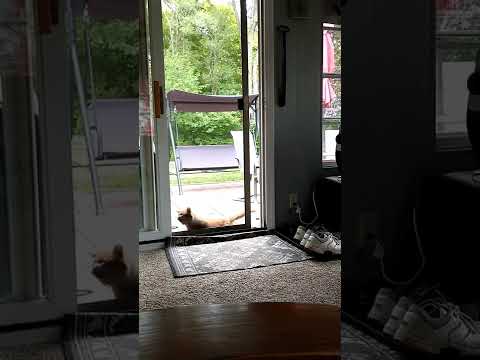 Feral cat learned how to open screen door