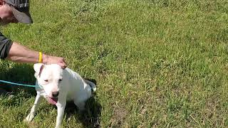 Video preview image #1 American Bulldog Puppy For Sale in Bandera, TX, USA