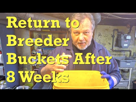 Check on worms in red wiggler 'breeding' buckets after 8 weeks - vermicompost