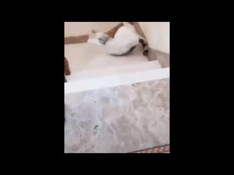 Cat falls down stairs
