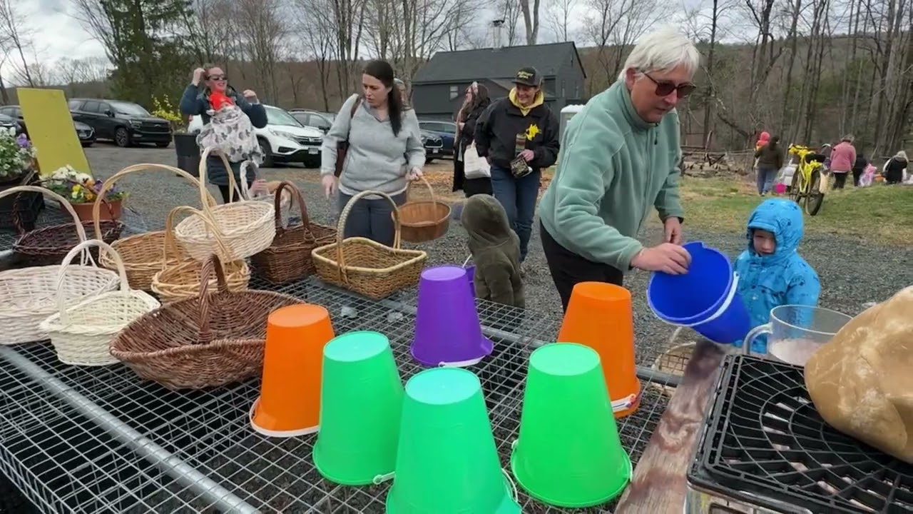Daffodil picking brings joy on 30th anniversary at CT's Halfinger Farms