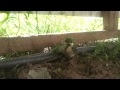 Птенец учится летать 12.06.2015 