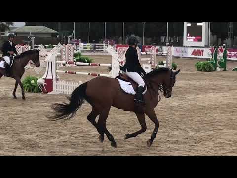 All Good (Avec Coeur x Lordanos) - 11yo - 140- Sunshine Tour 2018