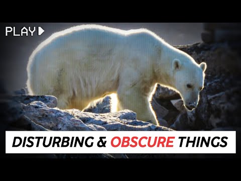 Disturbing Things From our World [Vol. 59]