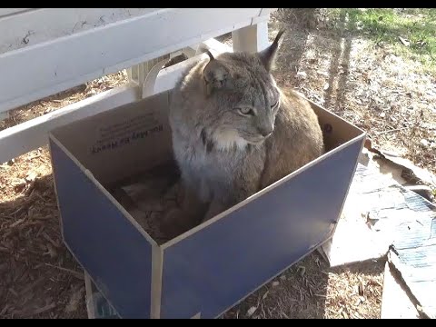 Max Canada Lynx A Box of Love