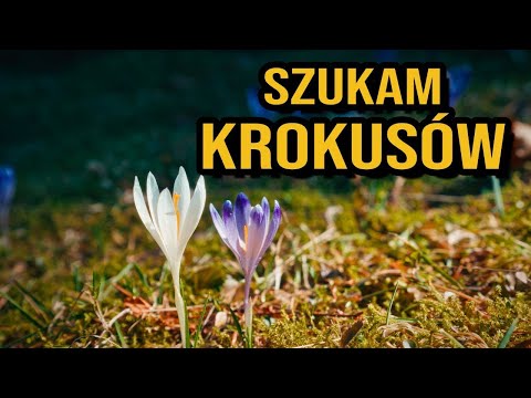 Turbacz z Obidowej - Wiosna w Gorcach