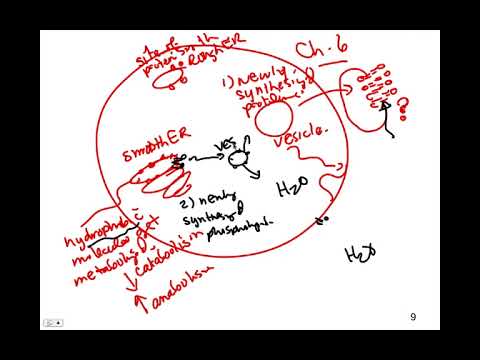 More on Vesicles, BIO105 Introductory Biology, David Champlin, USM