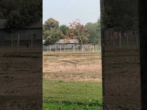 With the arrival of spring, Palash flowers appear