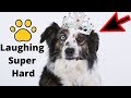 Get ready for LAUGHING SUPER HARD - Best FUNNY DOG videos - Try Not To Laugh