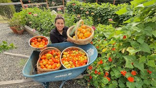 Saying Goodbye! A Massive Harvest! Shopping My Pantry!