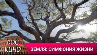 🎭 ЗЕМЛЯ: СИМФОНИЯ ЖИЗНИ 🌎 ДОКУМЕНТАЛЬНОЕ КИНО 🎆 2022