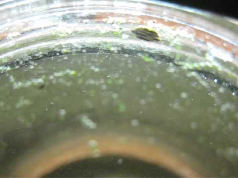 Cyzicus mexicanus (clam shrimp) - 5th day