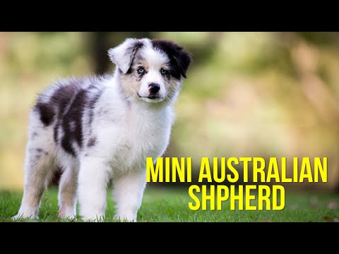 Mini Australian Shepherd - Top 10 Facts Pros and Cons of a Mini Aussie Dog