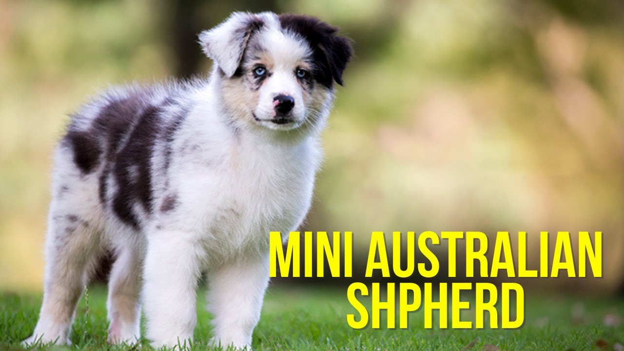 How many puppies do Miniature Australian Shepherds usually have?