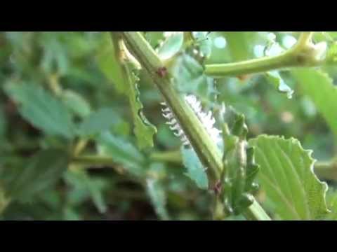 comment traiter cochenille