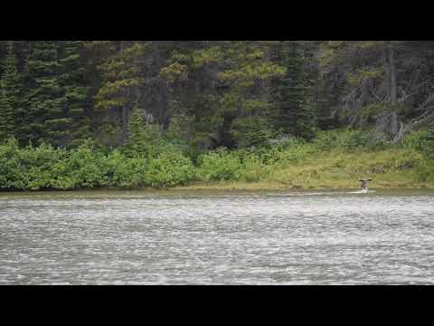 Fishercap Lake 180630 - something spooked her (not me)