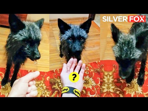 Silver fox and Dark humor @DenisKorza #animals #fox #shorts