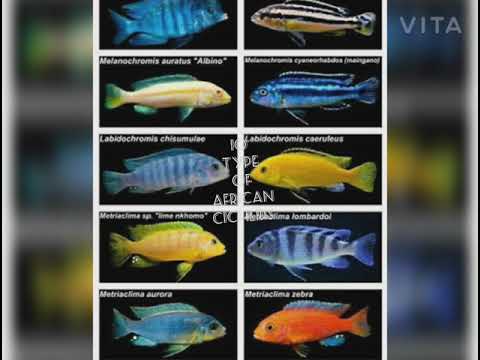 image-How long do cichlids live in captivity?