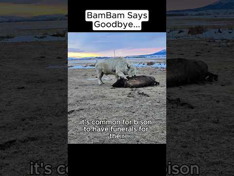 BamBam says Goodbye...