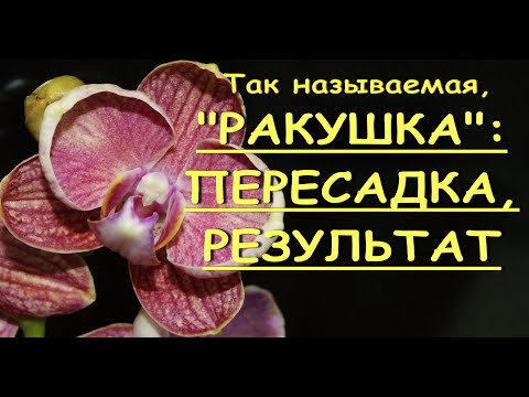 ФАЛЕНОПСИС,цветущий "РАКУШКОЙ":пересадка,РЕЗУЛЬТАТ.Орхидеи.Пелорик.