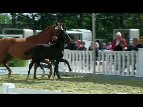 Stf v Quando Unico x Fuerst Heinrich x Weltmeyer 2018