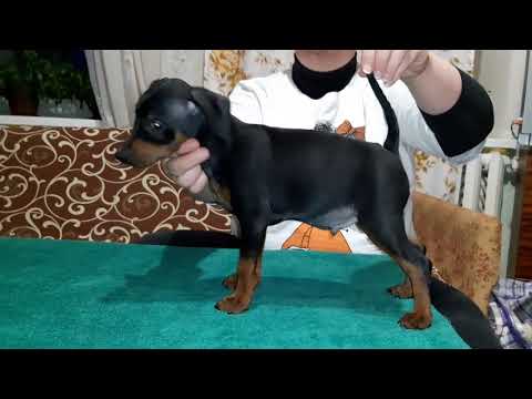 Zwergpinscher Welpe kaufen