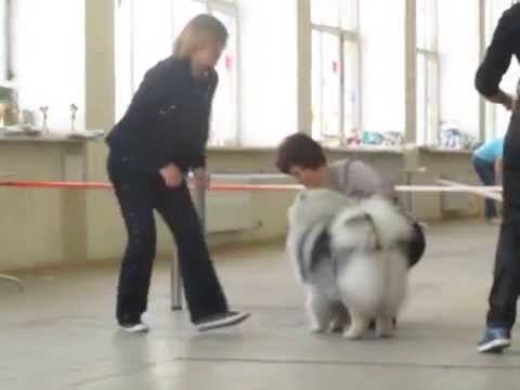 Linde Aiwe Iz Mirashela  CAC   Mega  Judge GaliaskarovaL  30 04 2012