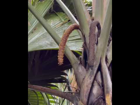 Male of the Coco de Mer | Seychelles Plants | SeyBooking.com