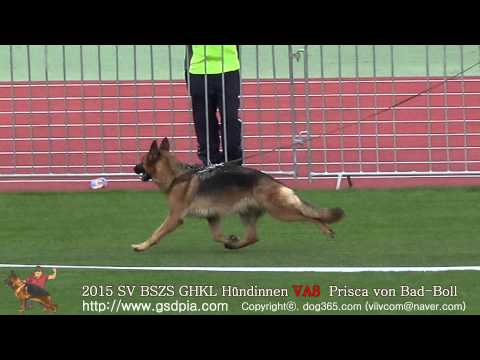 2015 SV-BSZS(GHKL Hündinnen) VA8 Prisca von Bad-Boll