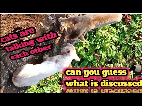 Two cat's are talking||easy to understand||#cat