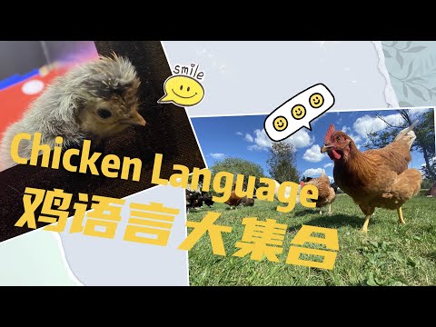 , title : '【Eng Sub】大鸡小鸡的各种语言！如何通过语言和肢体知道小鸡在说什么？Chicks and chickens Language！What does the chicken say？'