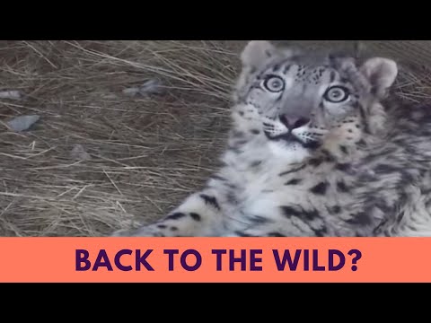 Will Snow Leopard Ling Xiao Zhe Return to the Wild? Latest Updates and Progress