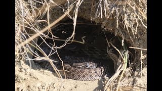 Newborn Rattlesnakes Emerge