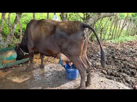 Estamos en el salvador santo domingo de Guzmán Sonsonate WhatsApp 60632341