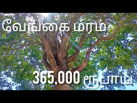 மூன்று லட்சத்து 65 ஆயிரம் ரூபாய் வேங்கை மரம் | ஆசாரியின் கணிப்பு | vengai tree | #khayatree