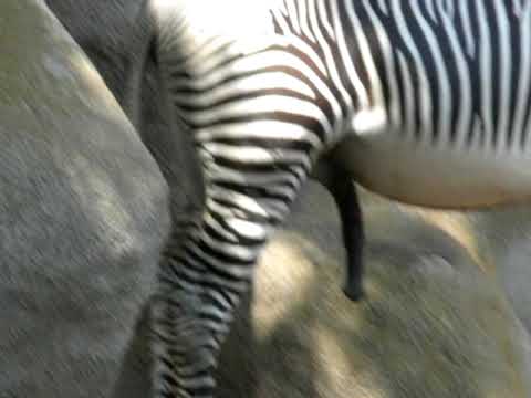 Zebra Boner- San Diego Zoo