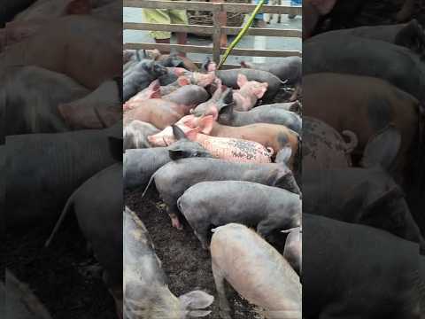 VOCÊ ENCONTRA ASSIM NA FEIRA DE ANIMAIS DE UMBUZEIRO PARAÍBA 29/08/2026