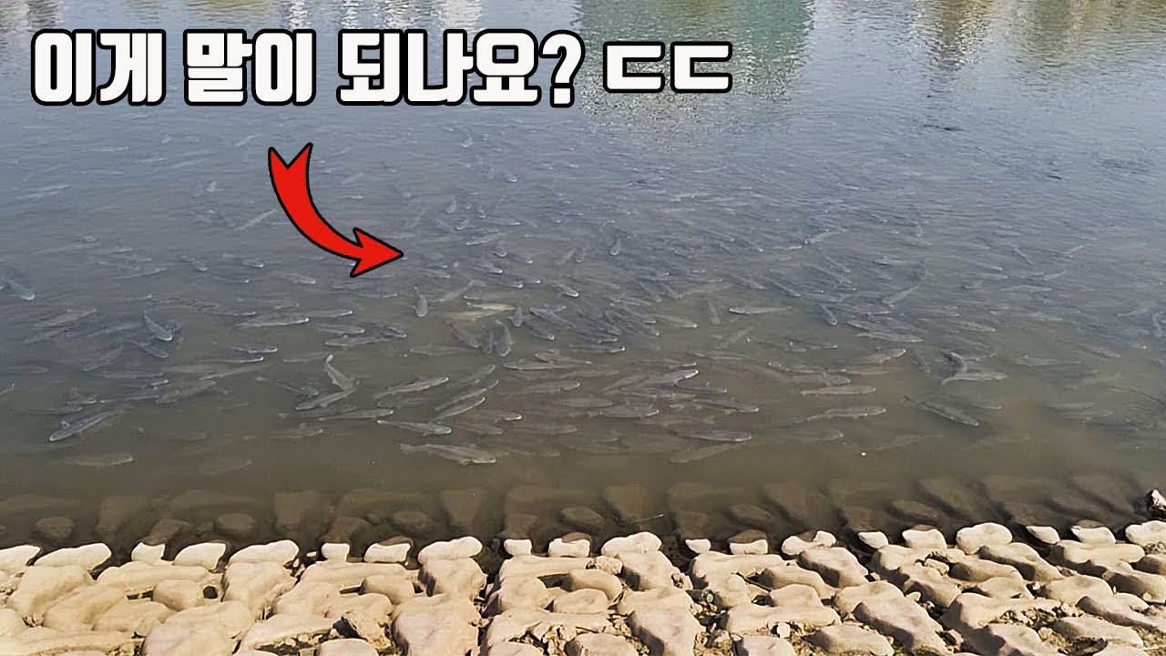 서울 도심 하천을 뒤덮은 수만마리 바다물고기!! 대체 왜 이런일이? [TV생물도감]