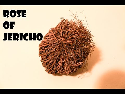 Rose of Jericho Timelapse