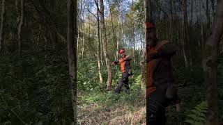 Want to learn?? Tree felling course, step by step demo with explanation and feedback...A must watch