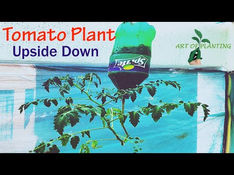 , title : 'Art of Planting Inverted Tomato Plant in a Plastic Hanging Bottle | Build | DIY | Veritcal Farming'