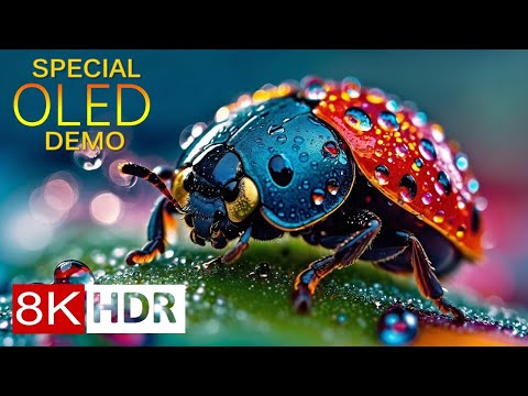 MACRO WORLD 8K HDR - Invisible Beauty of Insects