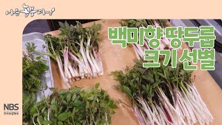 [나는농부다 238회] 강원도 눈꽃땅두릅, 백미향 땅두릅 선별 과정