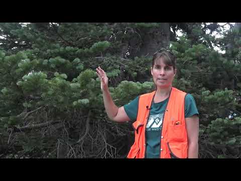 Abies lasiocarpa, Pinaceae ( subalpine fir)
